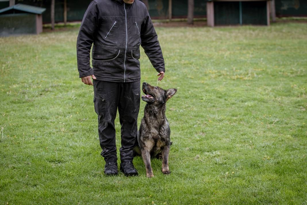 Özel eğitimli köpekler yeraltındaki su kaçaklarını tespit edecek 8
